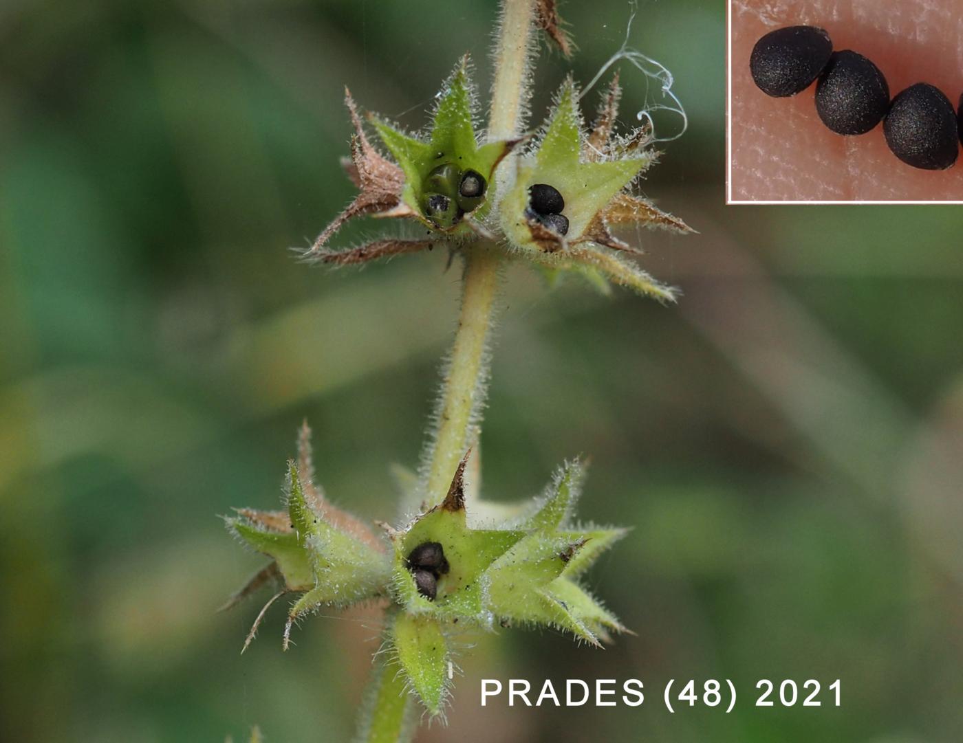 Woundwort, Wood fruit